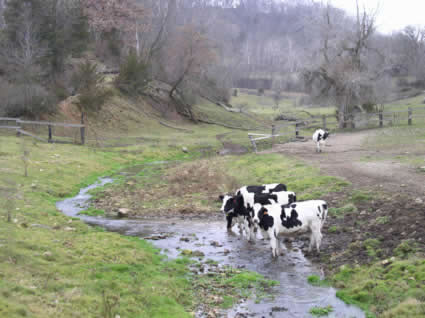 Cattle in one of many spring-fed streams in the UIRW