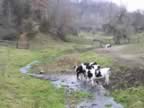 Cattle in one of many spring-fed streams in the UIRW (26kb)