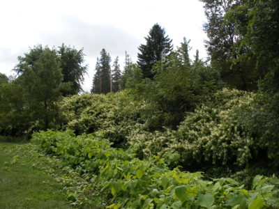 Japanese knotweed infestation at the headwaters of Paint Creek in Waukon, IA.